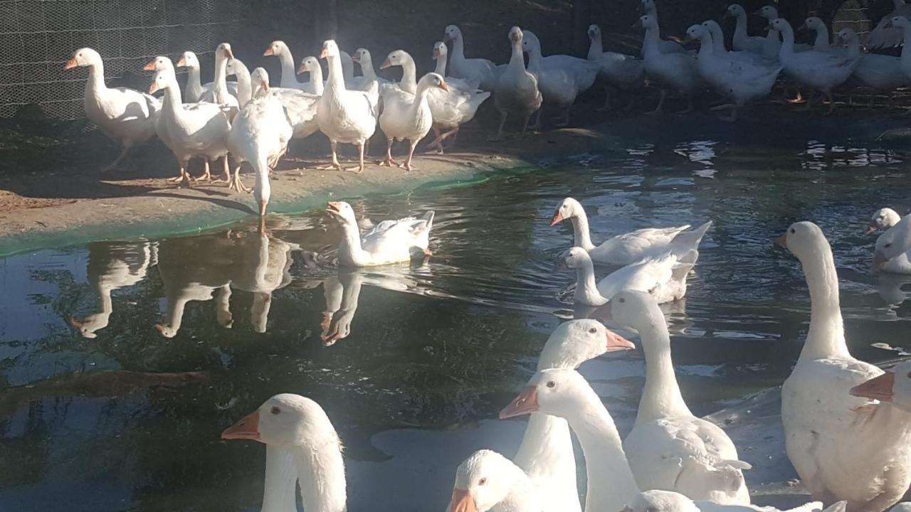 U Durkovych Konuk evi Zabokreky Nad Nitrou Dış mekan fotoğraf